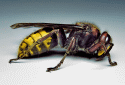 Hornet