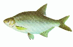 Bream