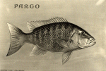 Pargo