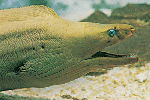 Moray