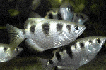 Archerfish