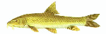 Barbel