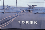 Torsk