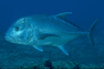 Ulua