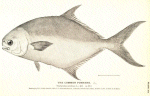 Pompano