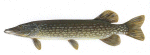 Pickerel