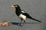 Magpie