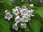 Catalpa