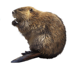 Beaver