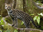 Ocelot