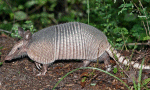 Armadillo