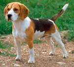 Beagle