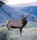 Elk