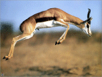 Gazelle