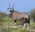 Gemsbok