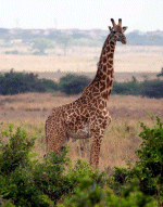 Giraffe