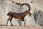 Gemsbok