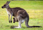 Kangaroo