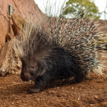 Porcupine