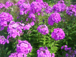 Phlox