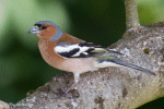 Chaffinch