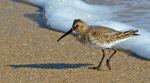 Dunlin