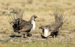 Grouse