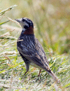 Longspur