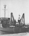 Bittern