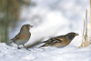 YMS-109/Brambling