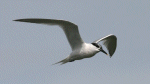 Tern