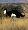 Ostrich