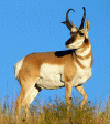 Antelope