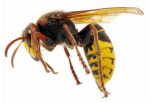 Wasp