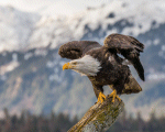 Eagle