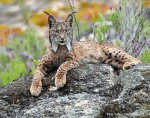 Lynx