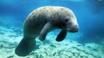 Manatee