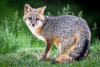 Grey Fox