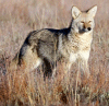 Coyote