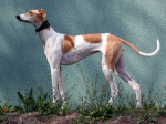 Greyhound