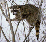 Raccoon