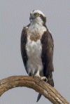 Osprey