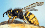 Wasp