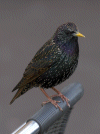 Starling