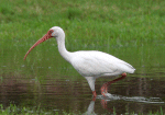 Ibis