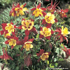 Columbine