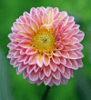 Dahlia