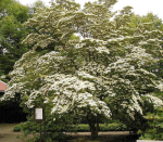 Dogwood