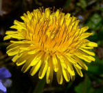 Dandelion