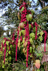 Amaranth